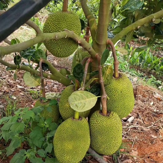 灵山县红肉菠萝蜜苗8号印尼红菠萝蜜苗嫁接苗营养杯苗红肉菠萝蜜更香甜