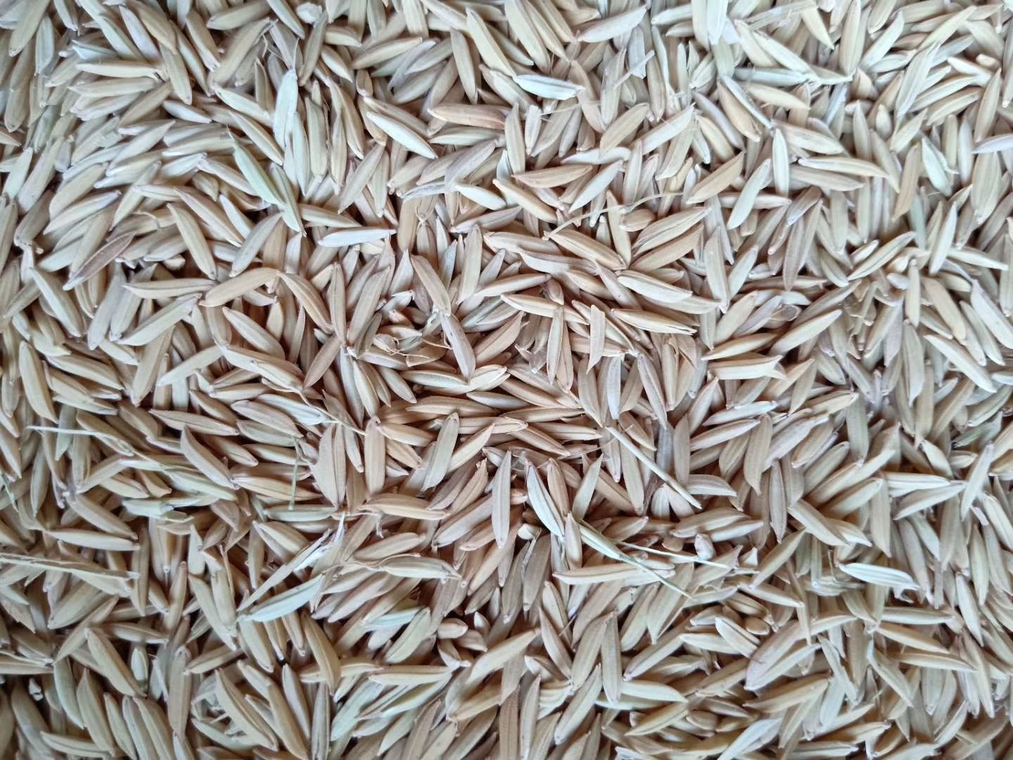 美扬占水稻品种图片