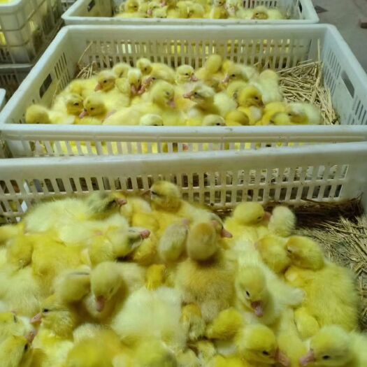 沭阳县白鹅苗
