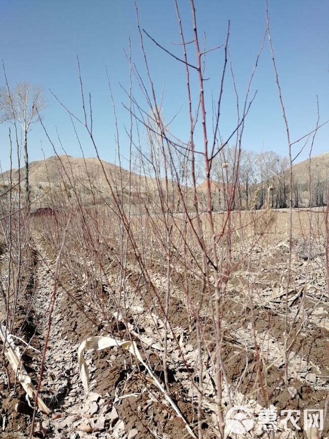  出售山杏苗，可占地，可栽种