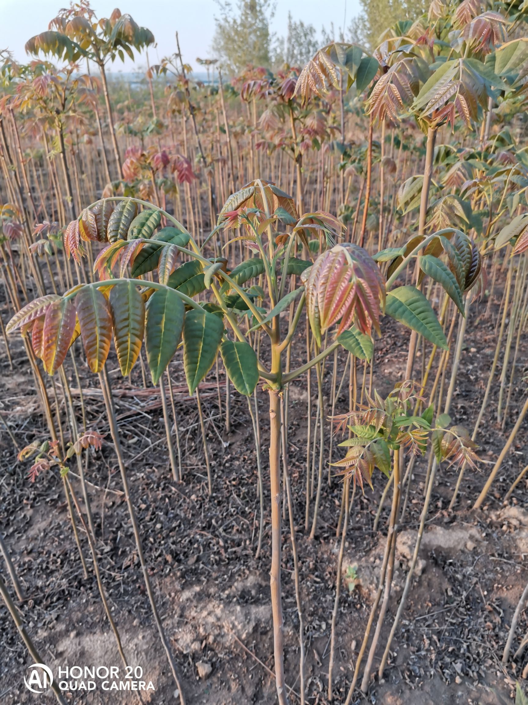 香椿芽苗  泰山红油香椿苗，香椿菜苗  1-2-3公分