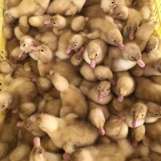南宁 樱桃谷鸭苗  桂柳大白鸭苗
