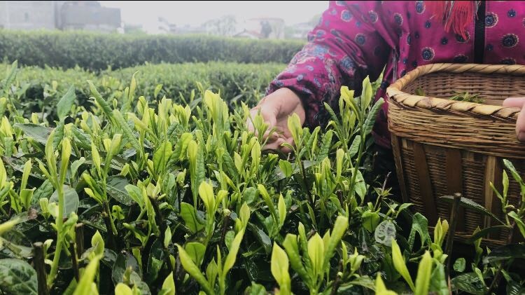 遂川县狗牯脑茶 遂川狗牯脑毛尖
