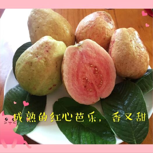 漳州 成熟的红心芭乐