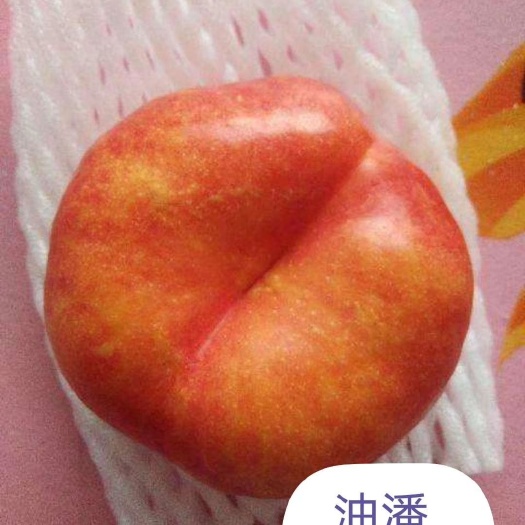 营口美国红蟠桃树苗 油潘
