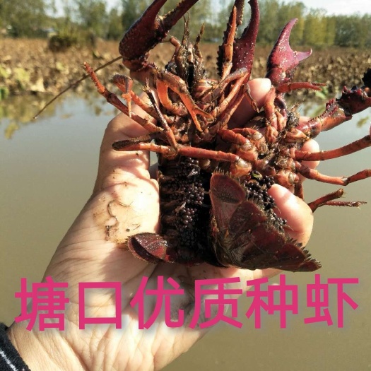 沭阳县 淡水小龙虾/自家养殖基地/优质带籽种虾