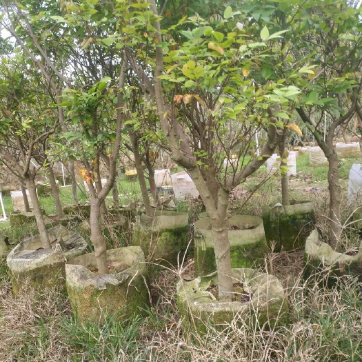 灵山县四季红杨桃苗 四季杨桃大苗。