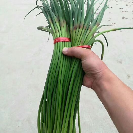 金乡县红帽蒜苔  蒜薹专业储存，冷库出租！专业专注代发全国市场！深加工蒜苔