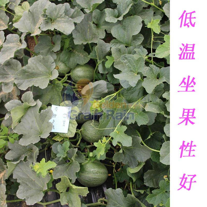  红心雷甜瓜种子肉质酥脆口感清香适应性好抗病性好低温坐果性好