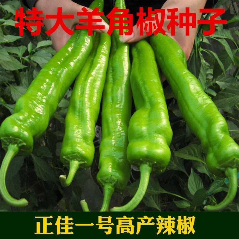  【牛角椒种子】 辣椒菜籽辣味浓厚春秋播种 阳台盆栽菜园蔬菜种