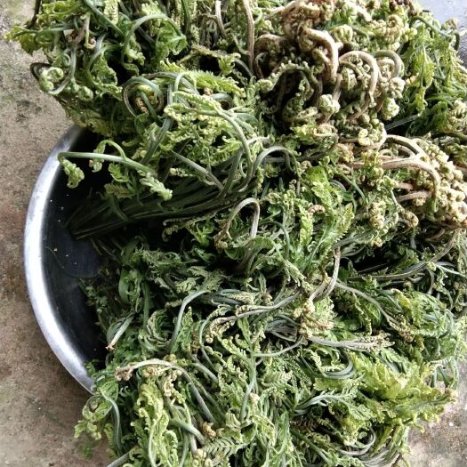 金平县高山蕨菜 野菜