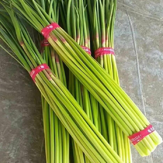 预冷红帽蒜苔代发全国