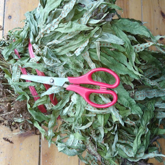 贵州铜仁非种植无硫药材鸭脚草干货鸭跖草干品金鸡脚晒干产地直发