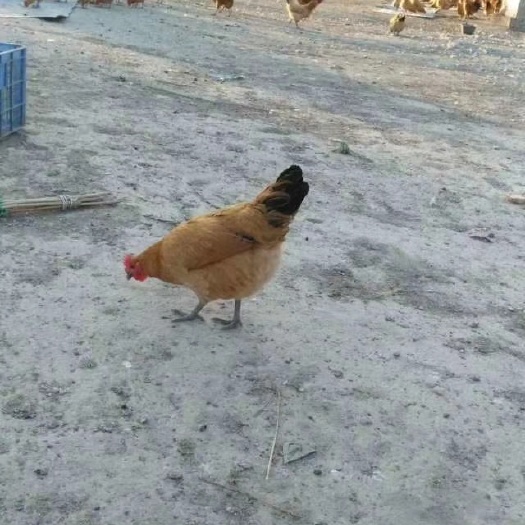 枣阳市 淮南

青脚土鸡苗