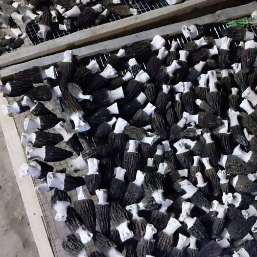 洛宁县2020新鲜羊肚菌干品