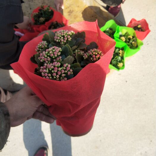 青州市长寿花盆栽 长寿花青州三木基地常年批发