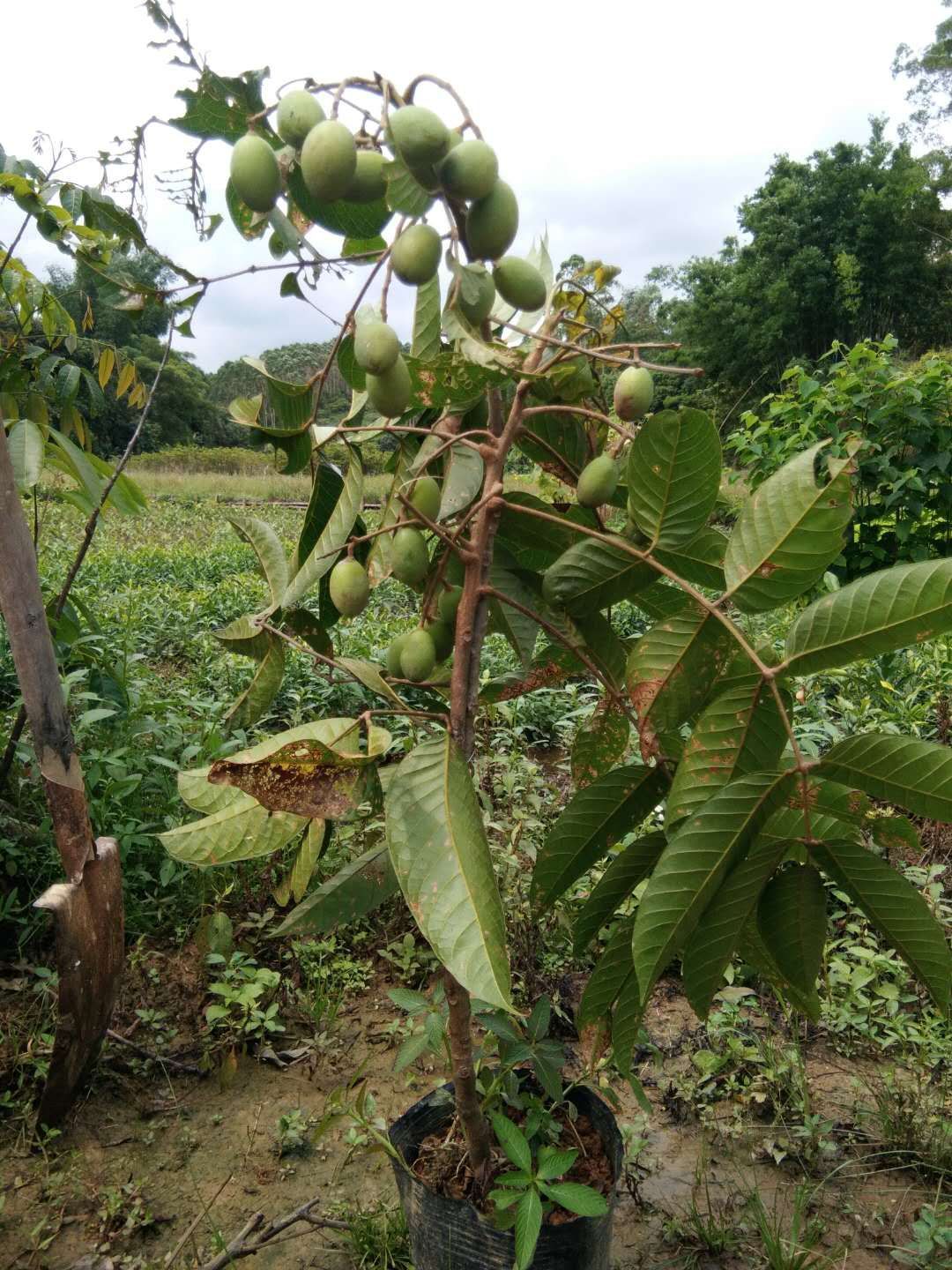 青橄榄苗 苗圃包邮 直销 青橄榄嫁接苗 营养杯苗 广西黄榄 容器苗