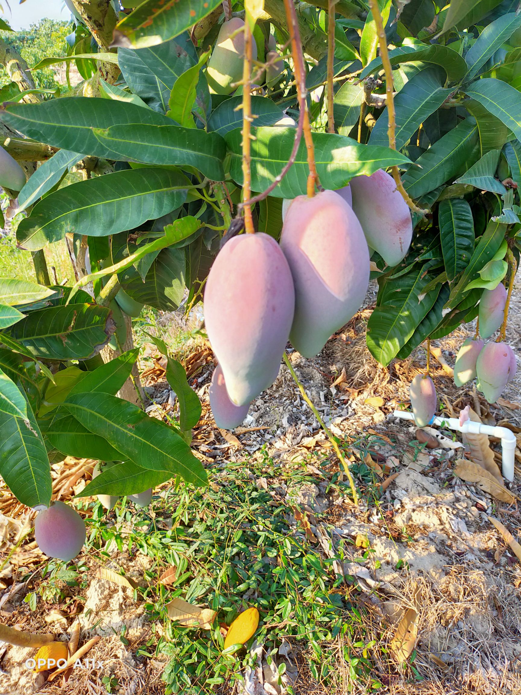 贵妃芒 2两以上