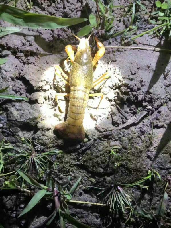  包邮小龙虾苗种虾抱卵青虾活体虾淡水养殖龙虾苗优质苗种基地培育
