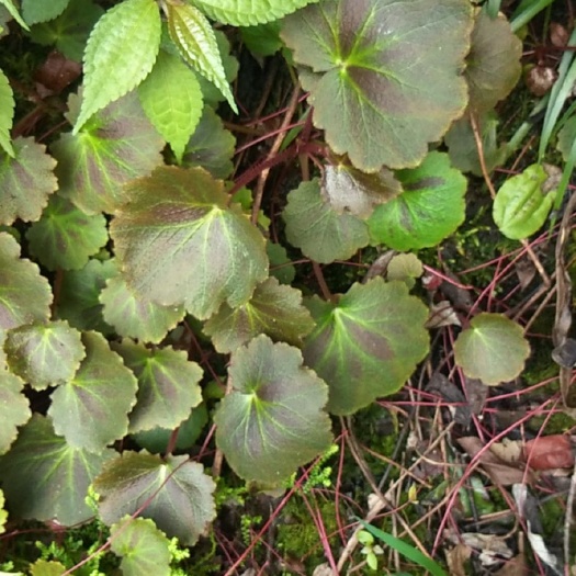 重庆市虎耳草 虎耳耳