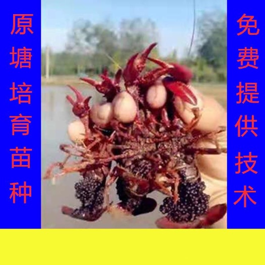 沭阳县 包邮小龙虾苗种虾抱卵青虾活体虾淡水养殖龙虾苗优质苗种基地培育