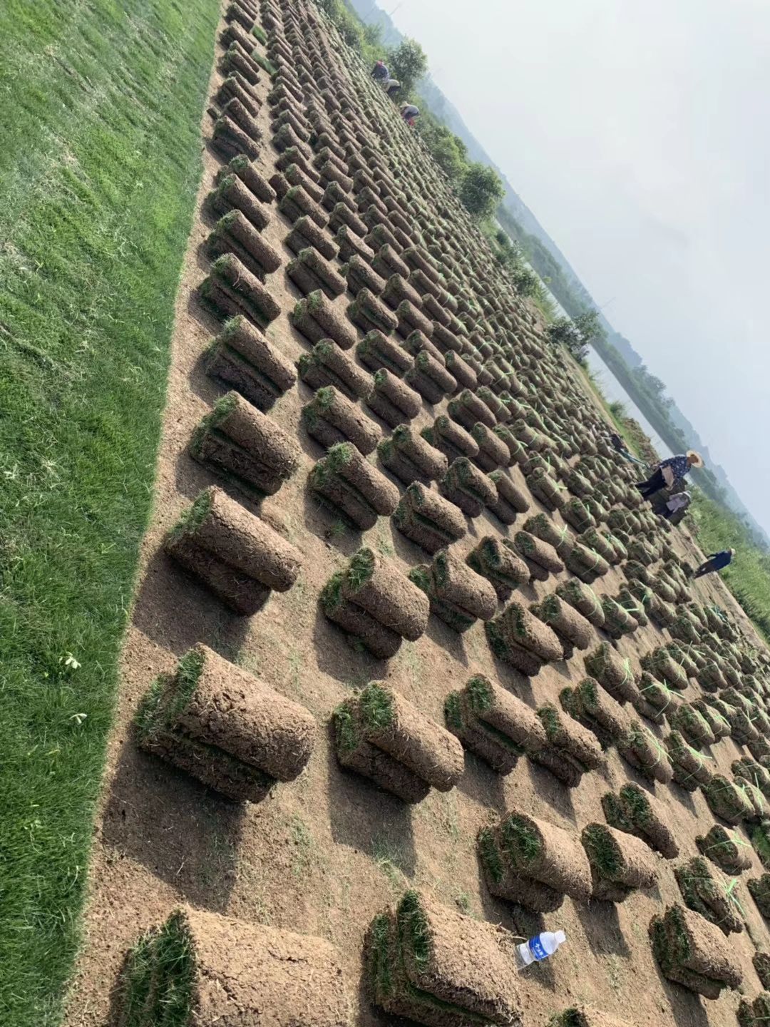 马尼拉草皮 精品马尼拉，百慕大，果岭草，混播黑麦草，以及树苗