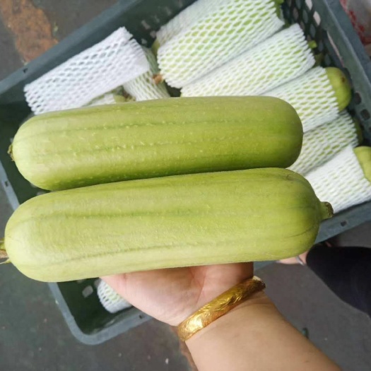 东莞市广东白玉丝瓜种植基地