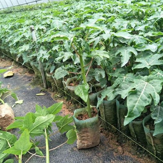 灵山县 红肉木瓜苗