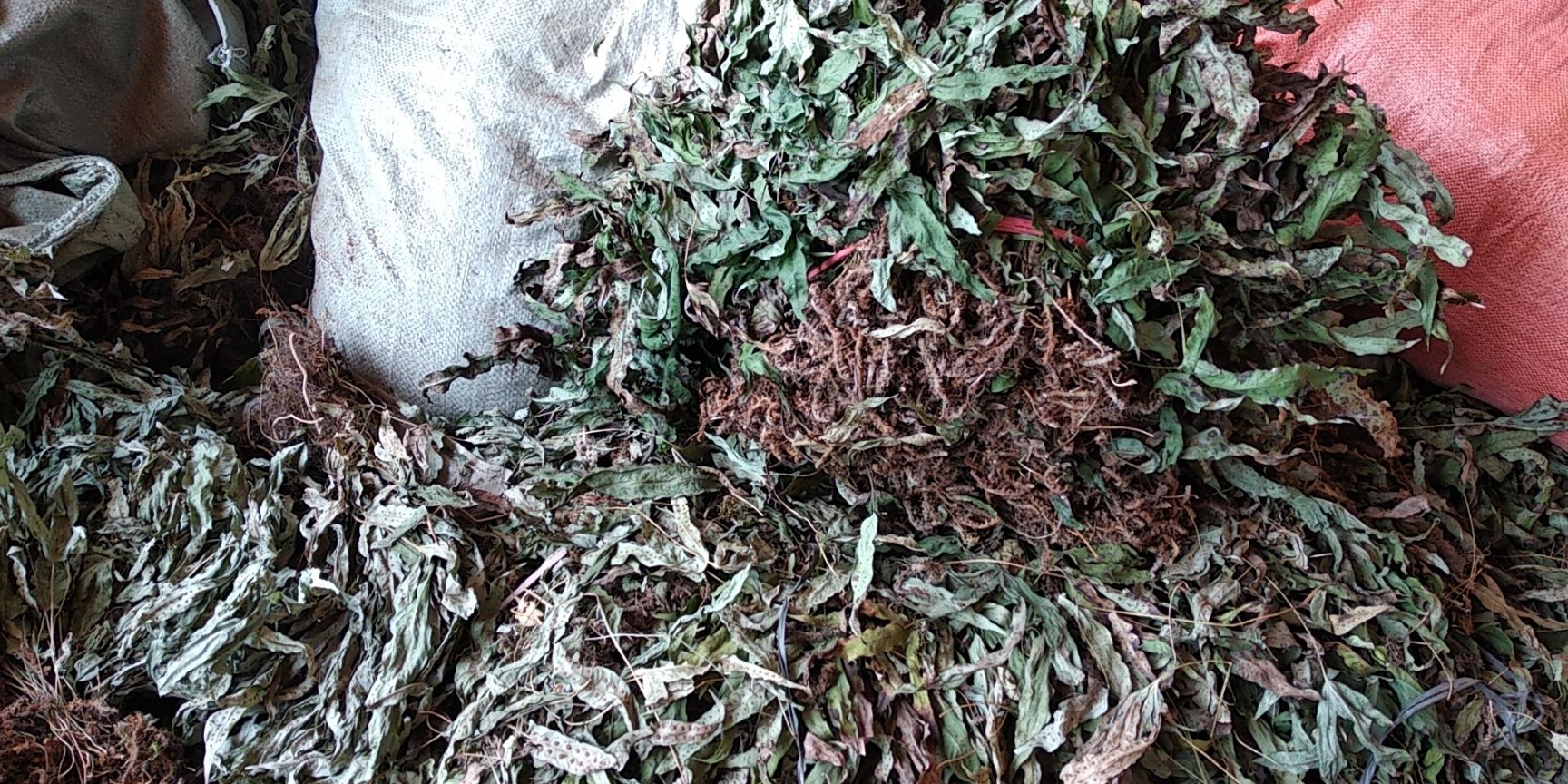 贵州铜仁非种植无硫药材鸭脚草干货鸭跖草干品金鸡脚晒干产地直发