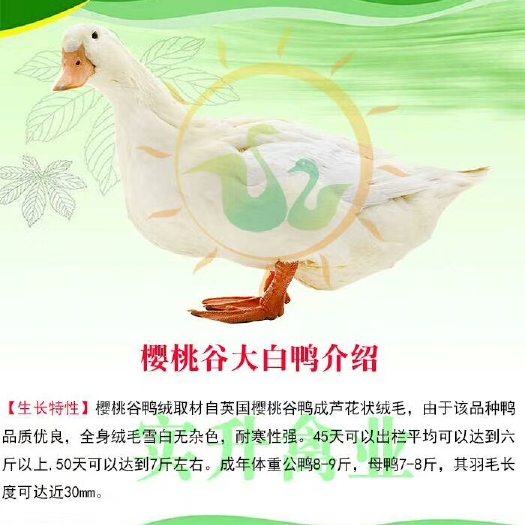 南宁 白鸭苗