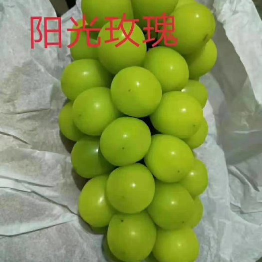 北票市 阳光玫瑰葡萄苗