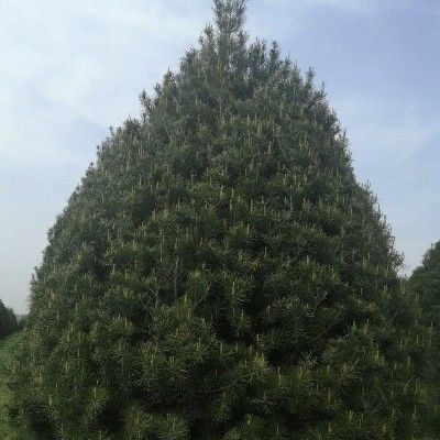 蓝田县 6米精品白皮松价格面议