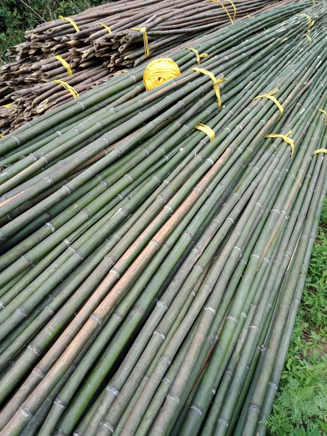 江西豆角架竹竿冬瓜架番茄架烟杆旗杆竹绿化杆丝瓜架竹竿