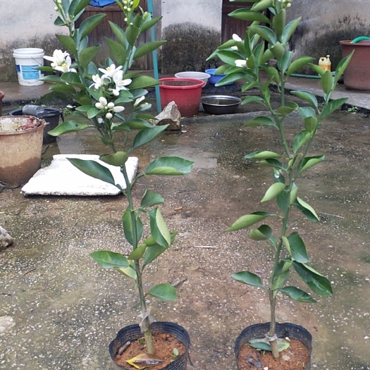 荔浦市桂夏橙苗 夏橙果苗，一级好苗，根粗枝叶茂，无病毒，需要的联系我