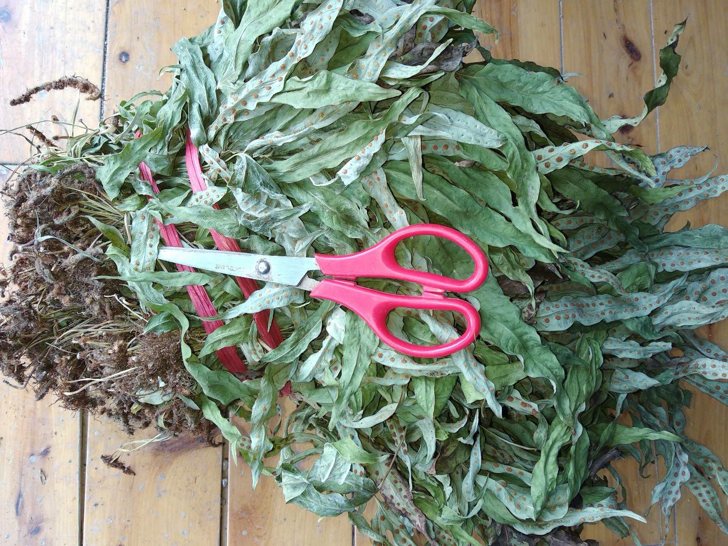 贵州铜仁非种植无硫药材鸭脚草干货鸭跖草干品金鸡脚晒干产地直发