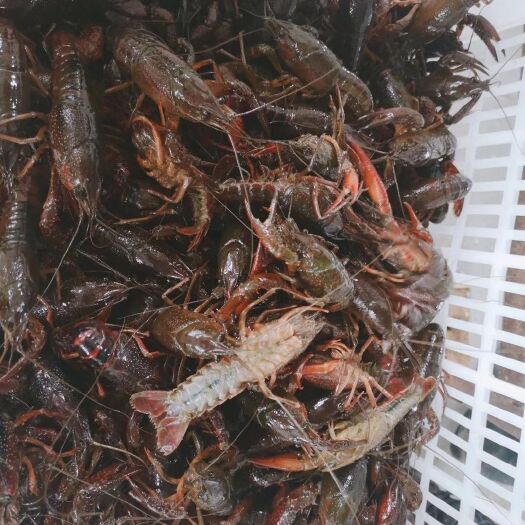潜江市潜江小龙虾 肉质饱满，价格美丽，欢迎定购