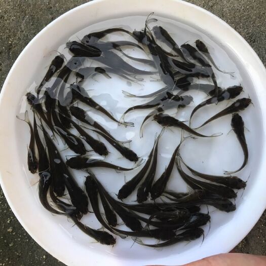 叉尾鮰鱼苗  ，产地直批，百万现货，支持全国发货