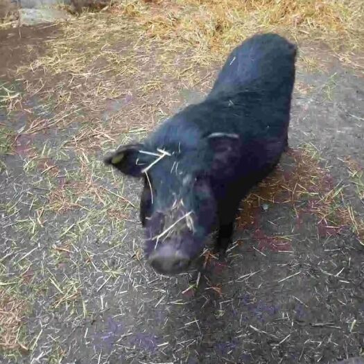 松潘县藏香猪腊肉 藏香猪