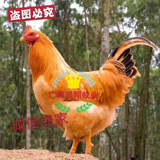 南宁三黄鸡苗 大三黄，中三黄 黄脚鸡 包疫苗 孵化厂直供。