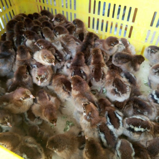 昆明凤翔鸡苗 纯种青脚麻鸡 厂家直销 假一赔十 包活到家