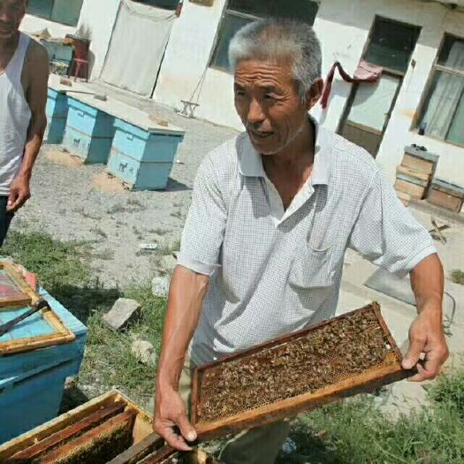 北京 野酸枣蜂蜜