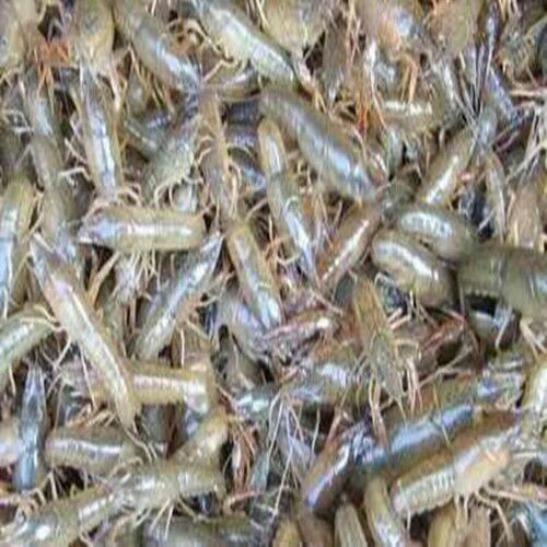  包邮小龙虾苗种虾抱卵青虾活体虾淡水养殖龙虾苗优质苗种基地培育