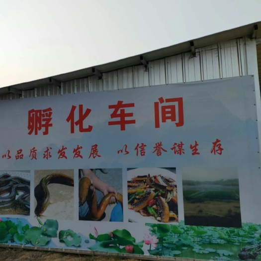 黄鳝苗  ，抗病力强，成活率高，生长速度快