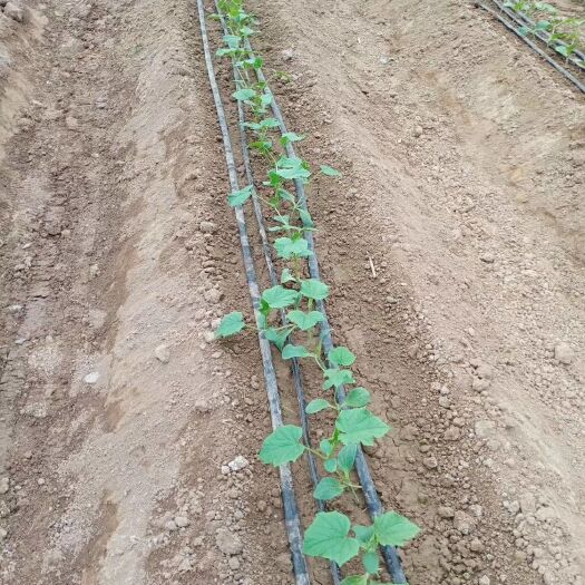 寿光市种植大棚 一般土壤种植、无土栽培、水培、沙培、基质培、育苗厂都可以用