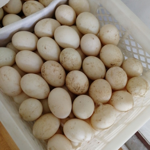 高青县 80克以上的大白鸭蛋