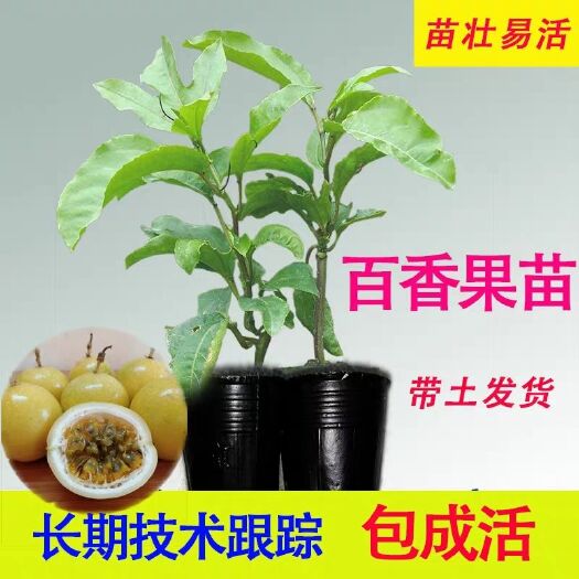 灵山县黄金百香果苗  百香果苗鸡蛋果苗果树苗黄金果四季可种盆栽庭院阳台果