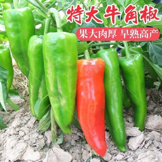 邵东市 【牛角椒种子】 辣椒菜籽辣味浓厚春秋播种 阳台盆栽菜园蔬菜种