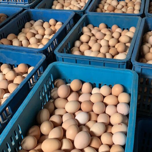 玉环市鸡蛋  双色虫草蛋30个一盒