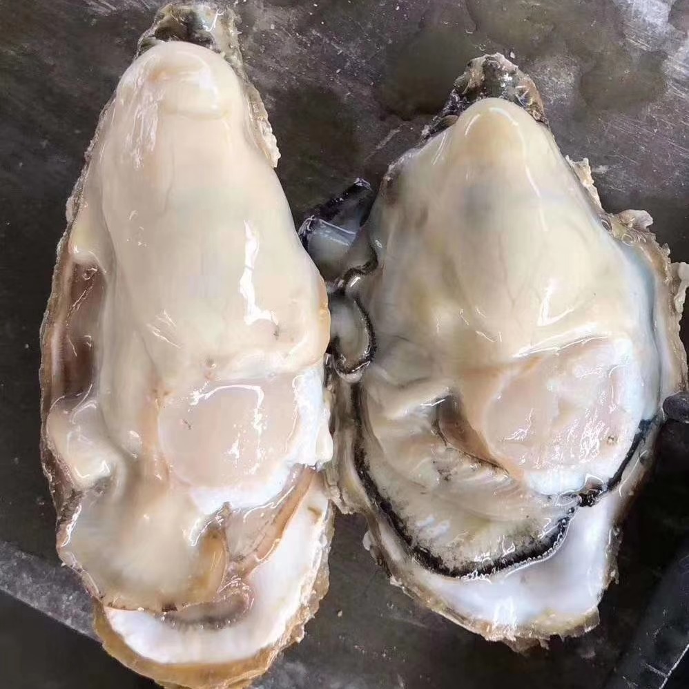 [生蚝批发]生蚝 深海天然海蛎子,营养价值价格20元/斤 - 惠农网