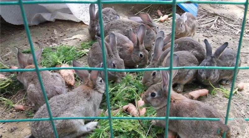  比利时杂交兔包成活技术回收肉兔2只起发